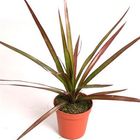 Dracaena marginata 'Magenta'