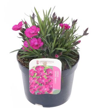 Диантус DIANTICA WILD BERRY