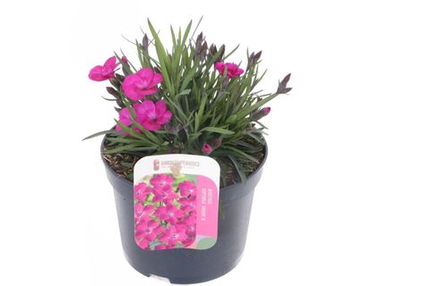 Dianthus DIANTICA WILD BERRY