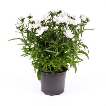 Aster PURE WHITE REGENT