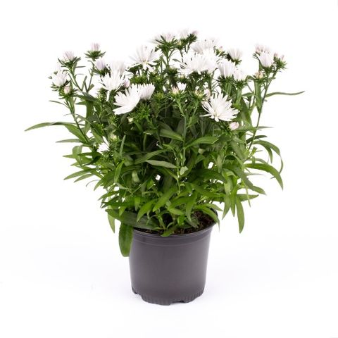 Aster PURE WHITE REGENT