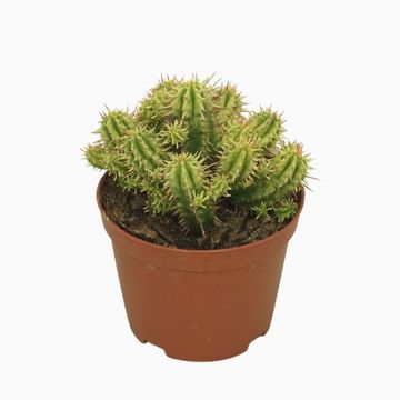 Euphorbia aggregata variegata