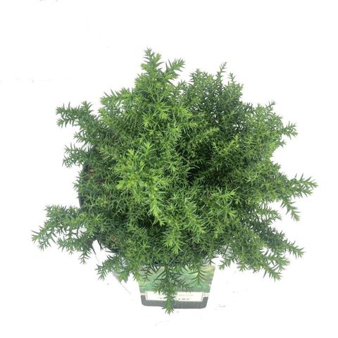 Cryptomeria japonica 'Yokohama'