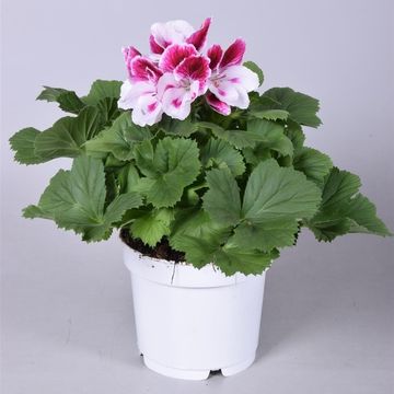 Pelargonium 'Bravo'