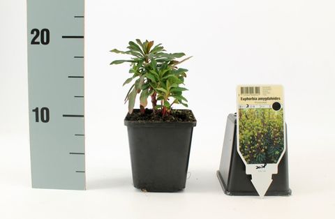 Euphorbia amygdaloides 'Purpurea'