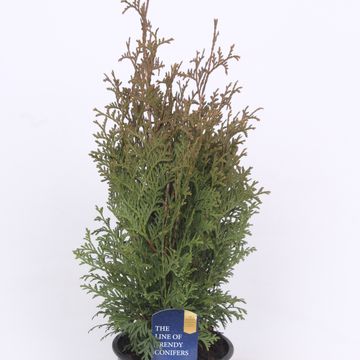 Thuja occidentalis 'Holmstrup'