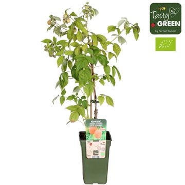 Rubus idaeus 'Autumn Amber'