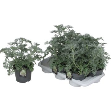 Artemisia 'Powis Castle'