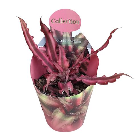 Cryptanthus bivittatus