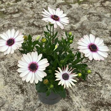 Osteospermum SEÑORITA QUINTY