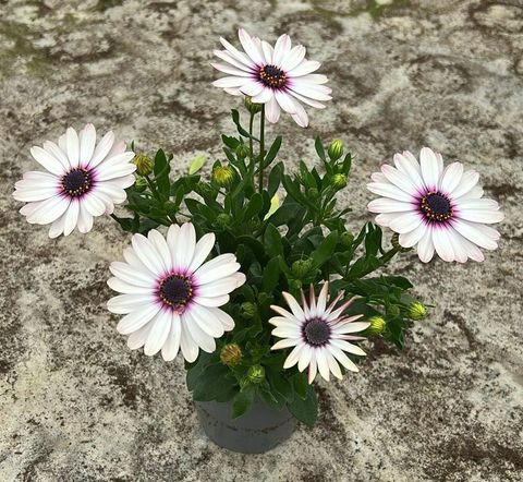 Osteospermum SEÑORITA QUINTY