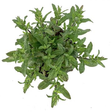 Salvia nemorosa 'Caradonna'