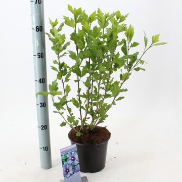 Hibiscus syriacus 'Marina'