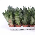 Sansevieria zeylanica 'Compacta'
