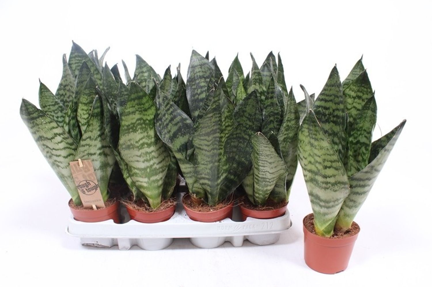 Sansevieria zeylanica 'Compacta'  Plant Wholesale FlorAccess
