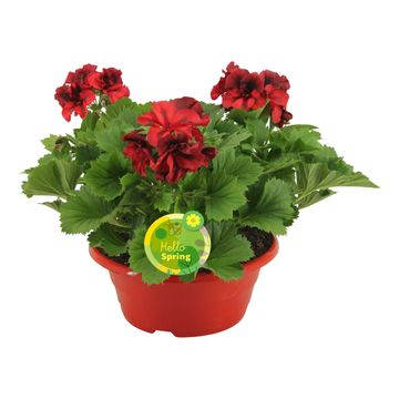 Pelargonium GRANDIFLORUM MIX