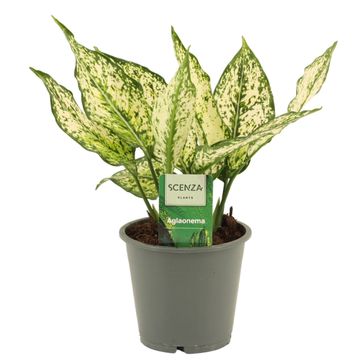 Aglaonema 'White Diamond'