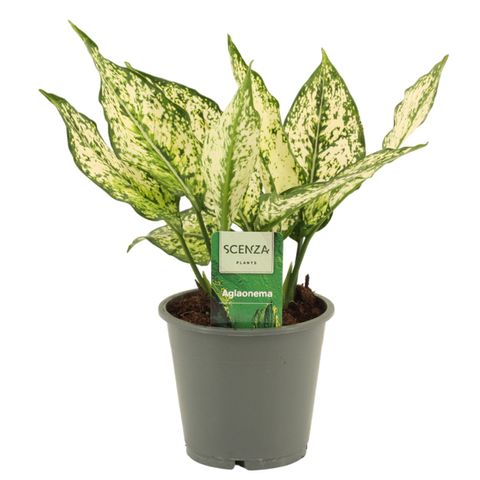 Aglaonema 'White Diamond'