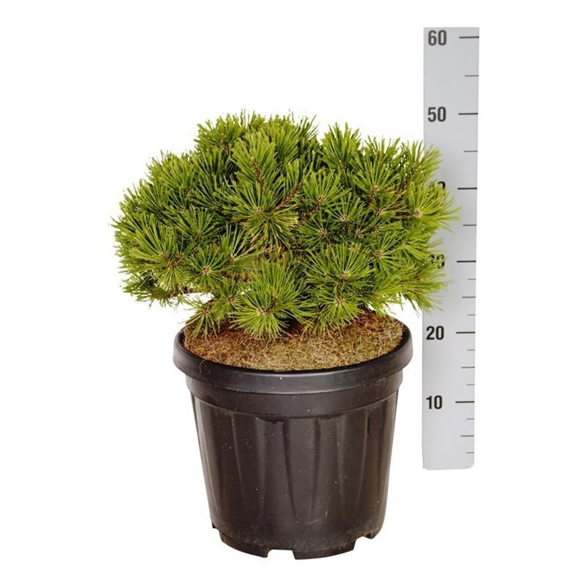 Pinus mugo 'Winter Gold' — Plant Wholesale FlorAccess