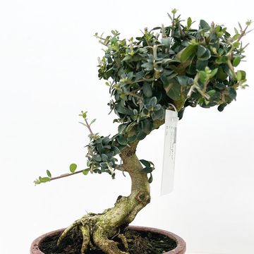 Olea europaea sylvestris