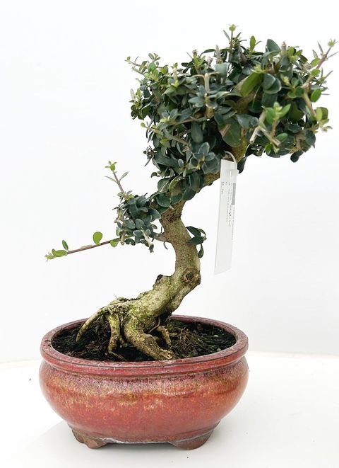 Olea europaea sylvestris