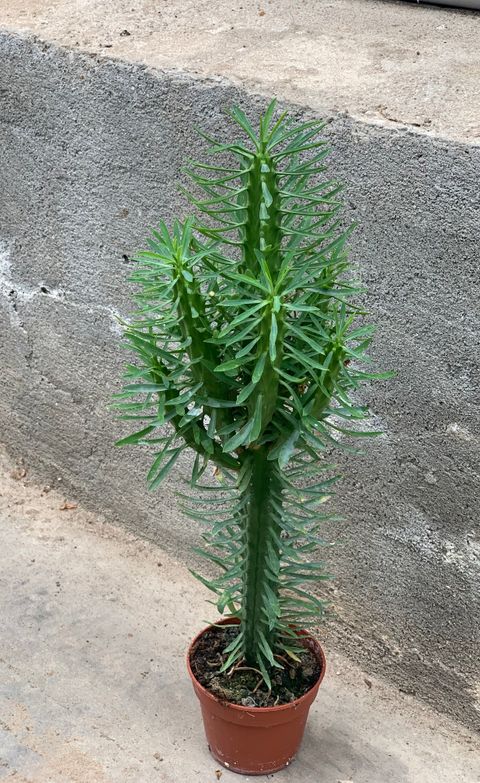 Euphorbia loricata