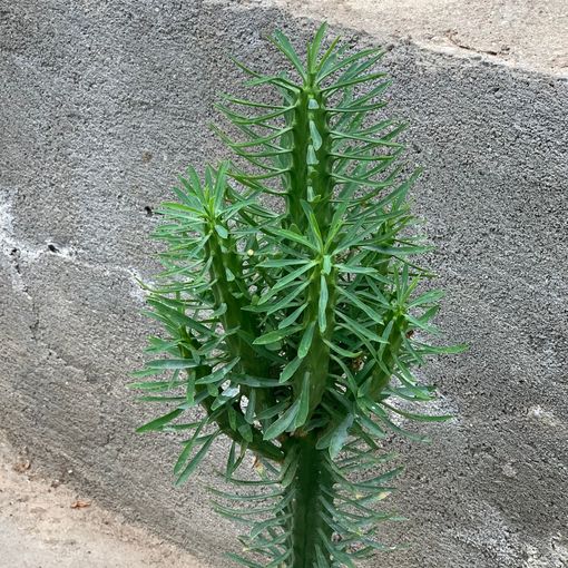 Euphorbia loricata