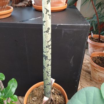 Amorphophallus konjac