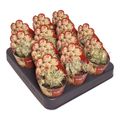 Euphorbia meloformis 'Variegata'