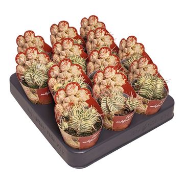 Euphorbia meloformis 'Variegata'