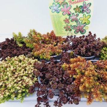 Sedum MIX