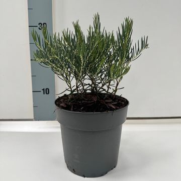 Andromeda glaucophylla