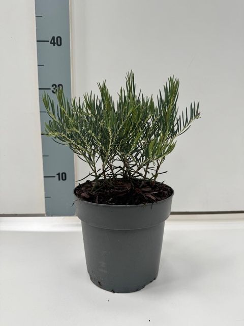 Andromeda glaucophylla