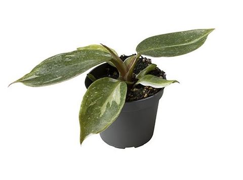 Filodendro 'White Knight'