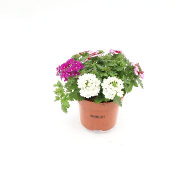 Verbena MIX IN POT
