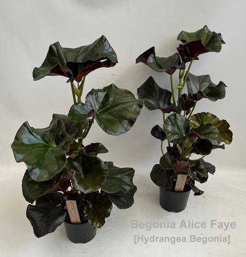 Begonia 'Alice Faye'