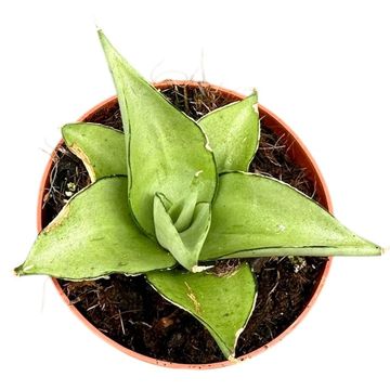 Sansevieria 'Manee Thawee'