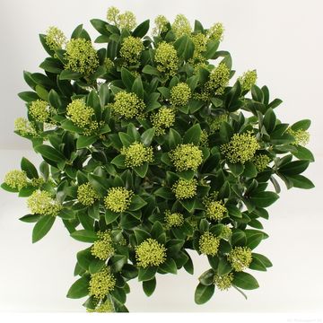 Skimmia japonica 'Finchy'