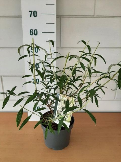 Buddleja davidii 'White Profusion'