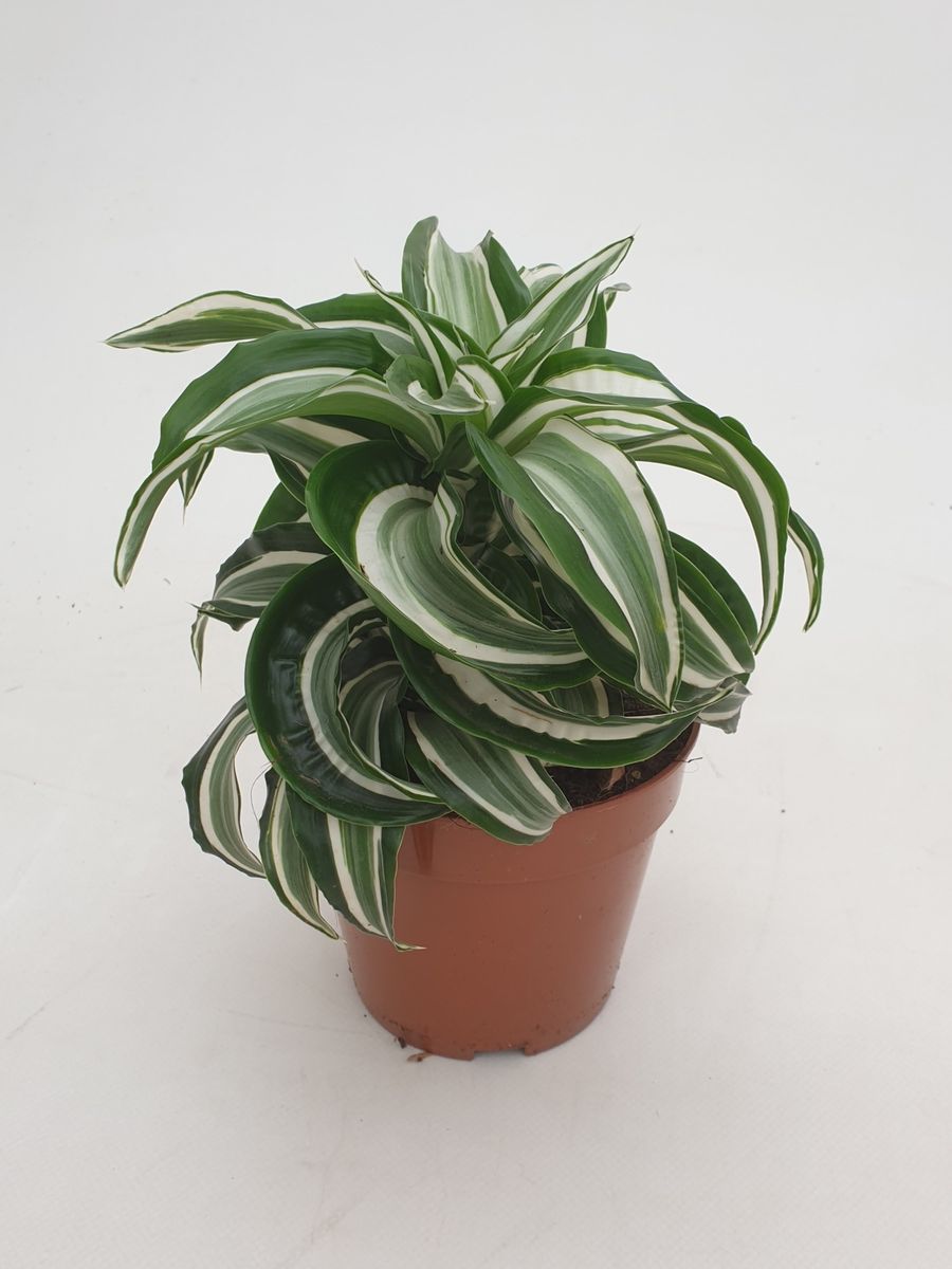 Dracaena fragrans 'Kanzi Curly'  Plant Wholesale FlorAccess