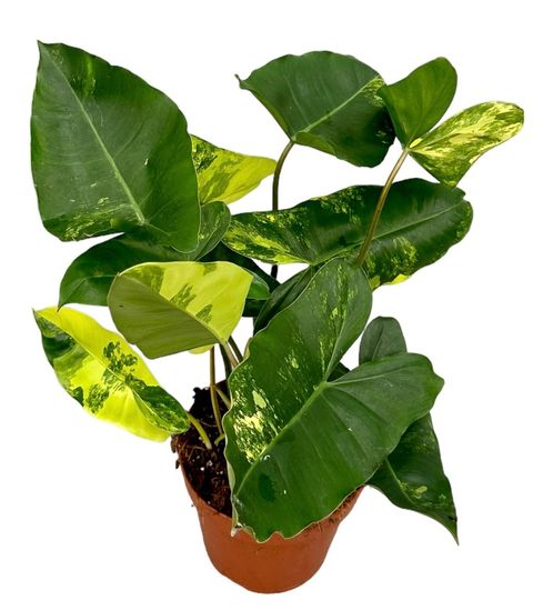 Philodendron burle-marxii 'Variegata'