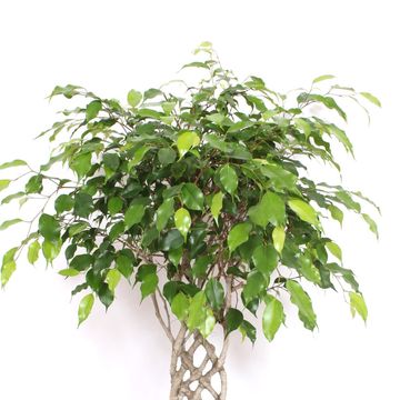 Ficus benjamina 'Exotica'