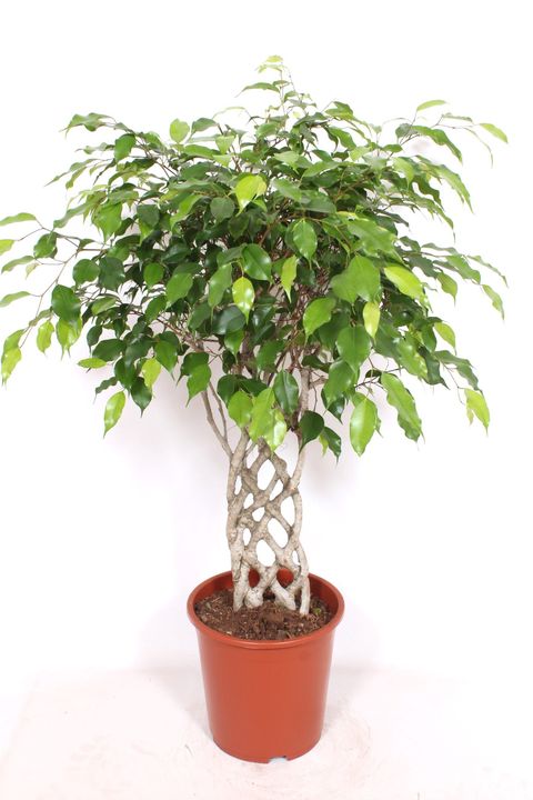 Ficus benjamina 'Exotica'