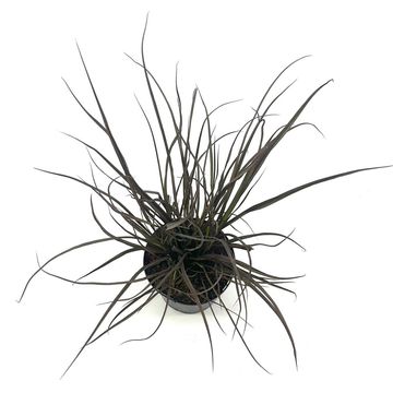 Phormium 'Jack Spratt'