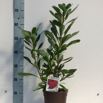 Telopea 'Braidwood Brilliant'