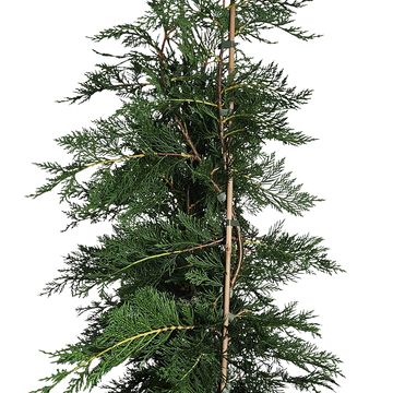 x Cupressocyparis leylandii