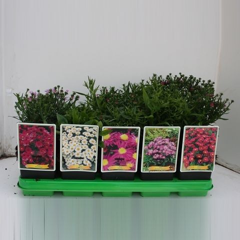 Aster MIX