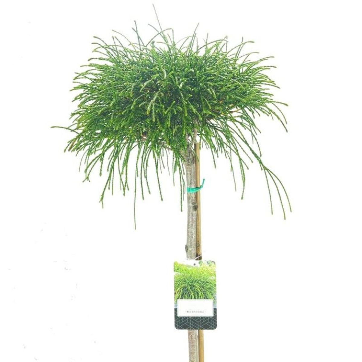 Thuja plicata 'Whipcord'  Pflanzengrohandel FlorAccess
