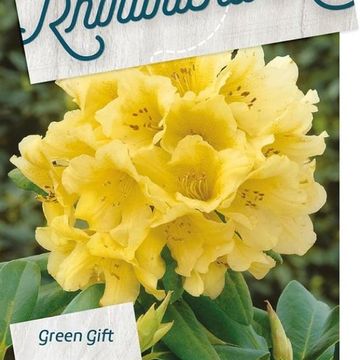 Rhododendron 'Nancy Evans'