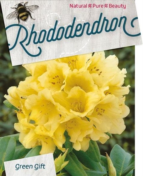 Rhododendron 'Nancy Evans'